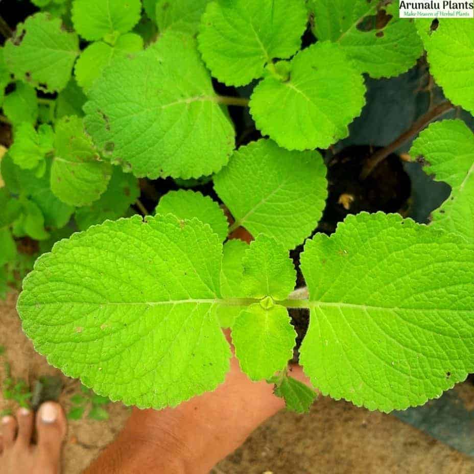 iriweriya plant | Arunalu Plants