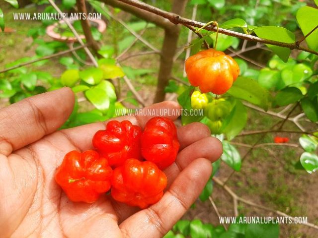 cherry plants in sri lanka