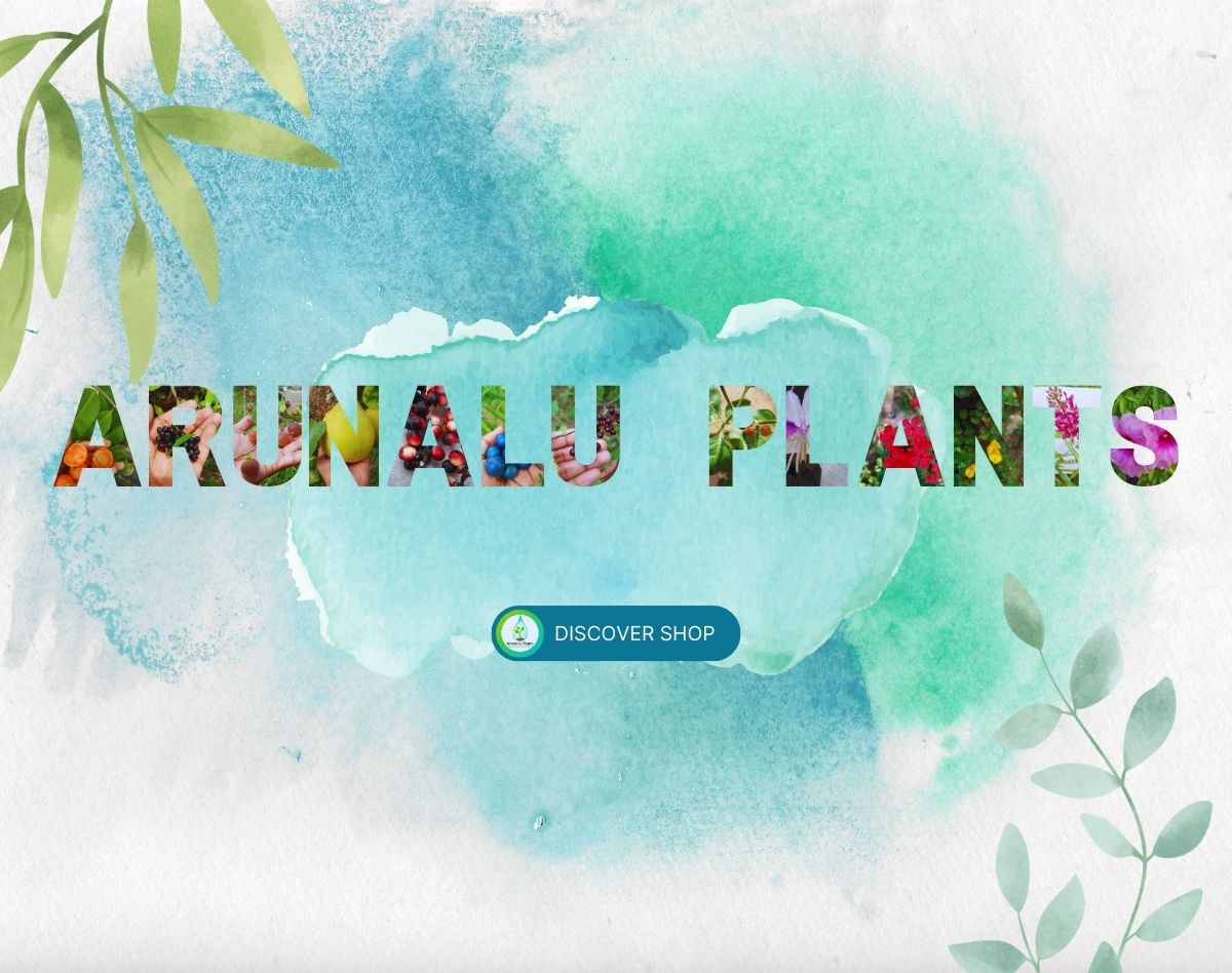 Kurunegala-arunalu-plants.jpg