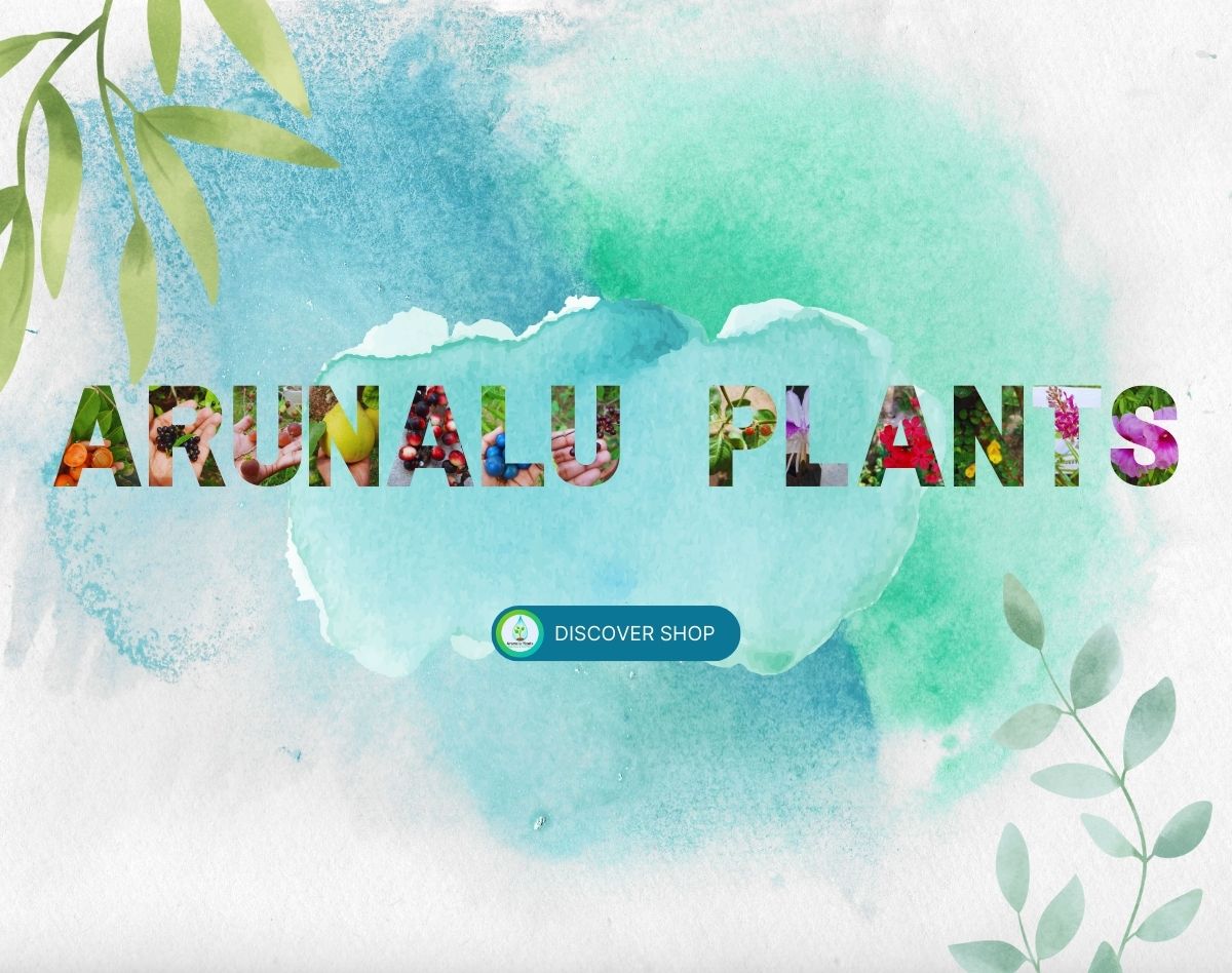 Kurunegala arunalu plants