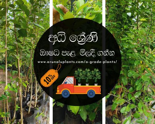 රූට් බෝල් පැළ